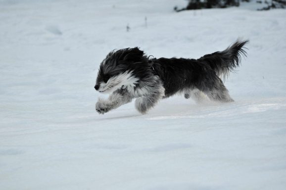 Min första hund Lucky <3